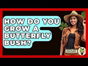 How Do You Grow A Butterfly Bush? - The Plant Enthusiast