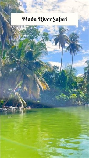 Madu River Safari, Bentota 🇱🇰 | Sri Lanka’s Hidden Mangrove Paradise.