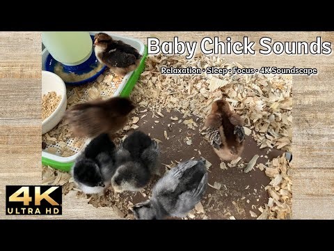1 Hour Baby Chick Sounds | Peeping & Scratch ASMR for Sleep, Study & Relaxation | 4K (No Ads)