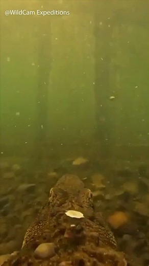 Nile Crocodile POV: Ancient Sunken Temple Found Underwater Near Luxor Egypt #shorts #crocodilepov