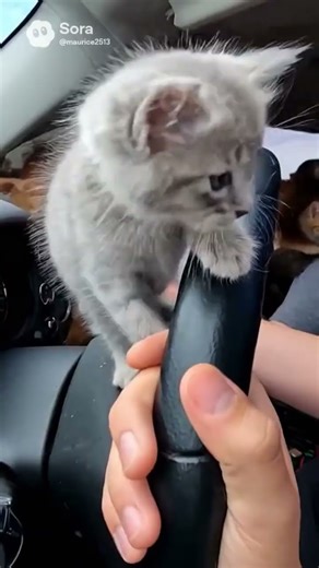 kittins in car #cutcat #catvideos #funny #funnycats #blackcat #cute #funnyanimal #kitten #kitty