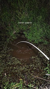 5.3M views · 75K reactions | Rejeki bertubi-tubi mancing malam hari | SENAR GAPUK | Facebook