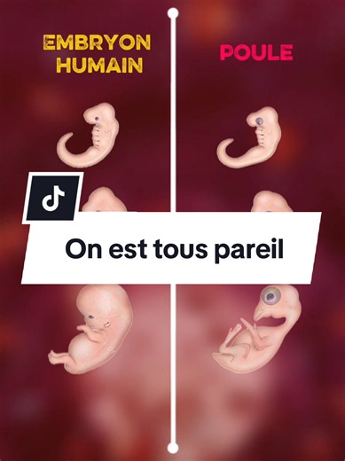 ça s'appelle des structures vestigiales et ce sont des indices qui prouvent que la vie sur terre a dû passer par bien des chemins pour arriver jusqu'aux êtres humains que nous sommes . si tu aimes la science et apprendre en s'amusant rejoins nous et abonne toi #ApprendreSurTikTok #grzoom #science #explication