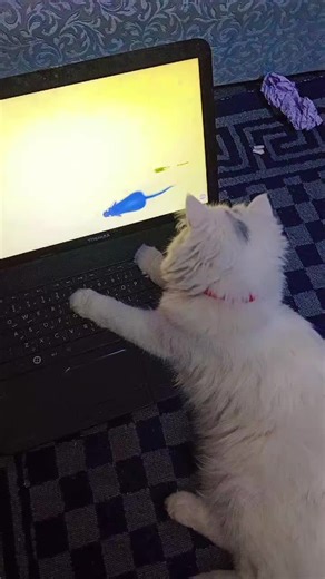 watching laptop #kitten #follow #snowyhouse #persioncat #cat