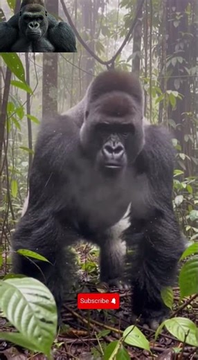 Don't Blink! 🦍 The Terrifying Power of a Silverback Gorilla Charge