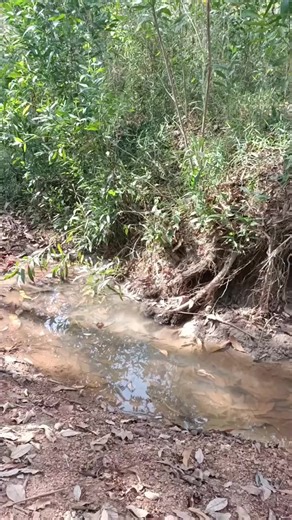 bên ấy em có ai rùi #san #bat #xuhuongtiktok | bat