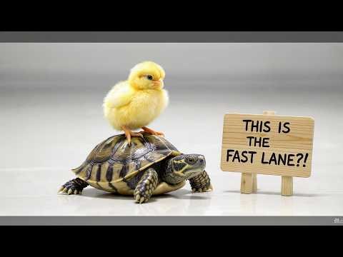 🐥 Chick Roasts a Turtle for Being Slow