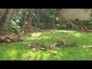 Coconuts Falling Off a Tree (Stock Footage)