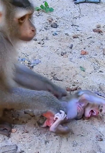 Baby monkey Marcell crying - newborn monkey video