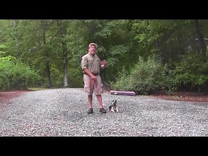 Boston Terrier Dog Training | Winston-Salem NC _ Sebastian