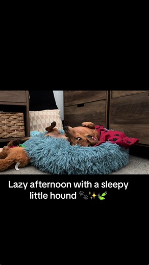 Lazy afternoon with a sleepy little hound 🐾✨🍃#dashchund