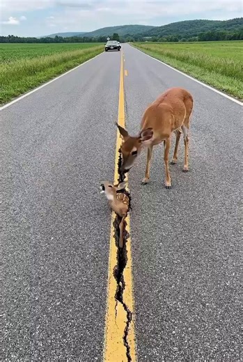【🚨衝撃のラストを見てほしい】道路のヒビにハマった子鹿の運命は…？🦌😭これ、合成じゃありません。現実に起きた、ウソみたいな光景。💔田舎道の中央線、パックリ空いたヒビ。そこに…小さな命がスッポリ。💦親鹿もどうしていいか分からず、オロオロ見守るだけ。🥺🥺「ウソでしょ…？」って、声が出た。😱このままじゃ、次の車に引かれてしまう。🚗💥一刻を争う、絶望的な瞬間。そこに現れた、1人の男性。✨🧑迷わず車を止め、道路にひざをつく。子鹿を優しく、力強く引っ張り上げました！🙌✨スポッ！と抜けた瞬間、全身の力が抜けた。😭無事救出！本当に、本当によかった！🎉✅最後は親鹿と一緒に、元気に草むらへ🌲🚶‍♂️💨男性の勇気ある行動が、1つの小さな命を救った。この世界、まだまだ捨てたもんじゃない🌍❤️あなた少しの心配りがきっと誰かの救いになる。胸が熱くなる、最高のヒーローに出会いました。📌🔥