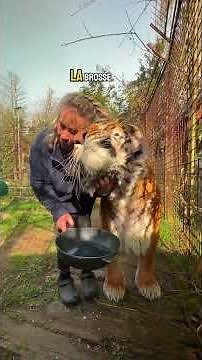 Atilla and spring! #lion #tiger #normandy #whitetiger