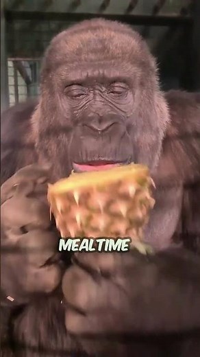 Gorillas Hum While Eating 🍌🎶 | Funny Animal Fact