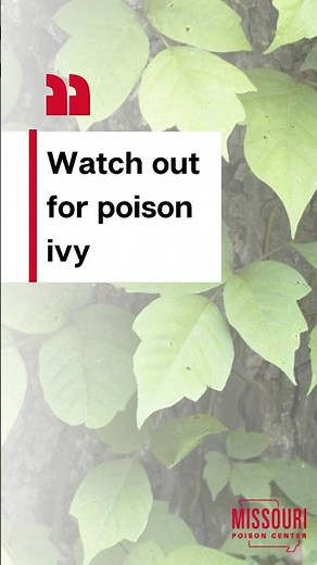 How to identify Poison Ivy and what to do if you touch it! 🍃 #PoisonIvy #outdoortips