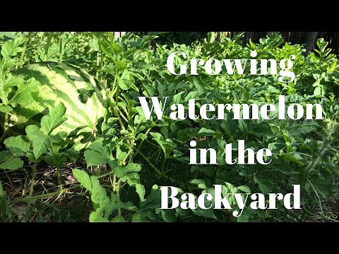 Growing Watermelon in the Backyard