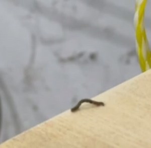 Did you know ... Inchworms have legs at both ends of their bodies...