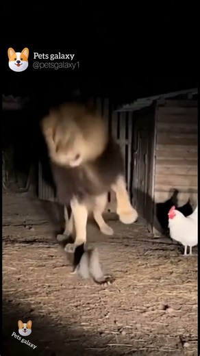 Brave Cat vs Lion – The Night the Lion Ran Away! 🦁🐱