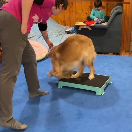 Teach a Rear Foot Target for Dog Sports! | Vaughn