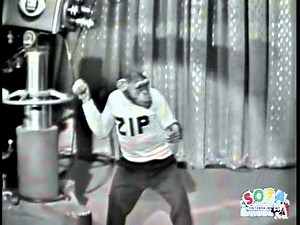 Rollerskating Monkey jumping through hoops