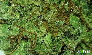 Fucking Incredible | Marijuana Strain Reviews