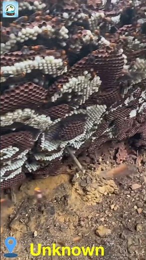 WORLD’S SCARIEST HORNET NEST FOUND UNDERGROUND! #nature #insects #GiantHornet #ExtremeNature #wasp