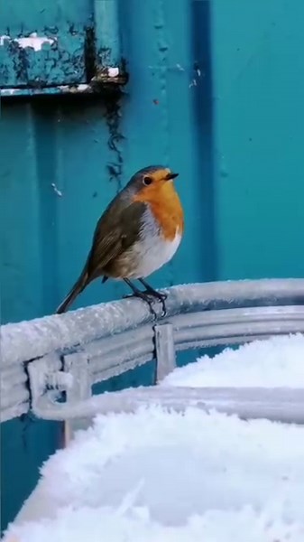 139K views · 10K reactions | #buddytherobin bearing the freezing cold with his tiny little feet, he was a tough little robin 李❄️ | The Robin Whisperer | Facebook