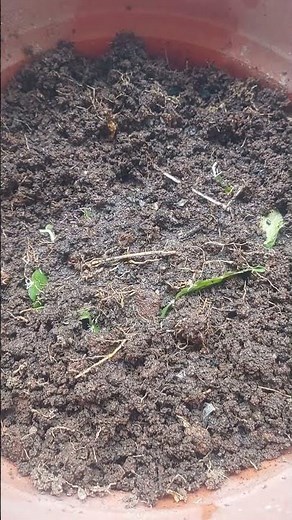 Bryophyllum | Grown the plant from it's leaf