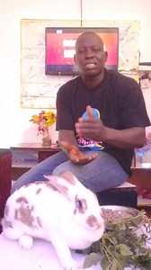 *🐰 *LECTURE 86A- MORE ABOUT RABBITS PELLET SUPPLEMENTS*. Pellets were originally made by Agricultural producer for rabbits growth. And it were manufacture with lots of nutrients to make feeding easy and to promote fast growth as discussed earlier. But becareful not to over feed with pellets because they are high in calories and can lead to heath problems, such as obesity. However do not keep rabbits food stuff for long period, keep it in a dry place . Remember over time keeping of feed will det