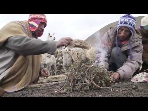 Bolivia: The Alpaca Connection