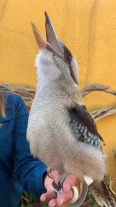 726K views · 17K reactions | Crikey! Just a quick warm-up from the kookaburra  列 Fun fact: Their iconic call has been used in movies to mimic monkey chatter for decades! ️: @sandiegozoo #travelaustralia #australia #aussielife #nature #kookaburra #animals #travel #birdsounds #aussiebirds | Aussie Life | Facebook
