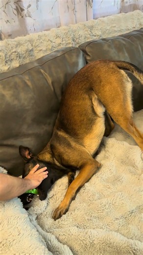 Malinois Charlie:the ultimate tug-of-war champion! Малинуа Чарли: чемпион по перетяжке!