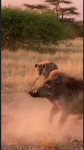 Wild Boar vs Hyena Attack 🐗⚔️🦴 | Can He Save His Son? ❓🔥 #Wildlife #Survival