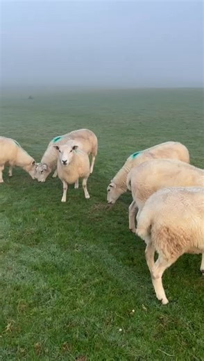 🐑 Tomorrow in the Sheep Section 🐑 Selling on behalf of Pikes Farm ⭐️30 6T/FM Breeding Ewes ⭐️Ran with Charollais X and Suffolk Rams since 1st October ⭐️Wormed & Dipped ⏰Sale starts at 12:30pm approximately. #GTH #breedingewes | GTH - Agriculture & Sedgemoor Auction Centre - Greenslade Taylor Hunt