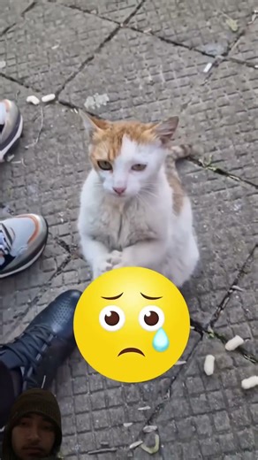 Yeh kya tha bhai #funny #facts #cat #animals #ekmotahathighumechala #comedyfilms #pets #comedymovies