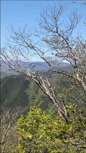 野鳥の声 川苔山でのヒガラの鳴き声