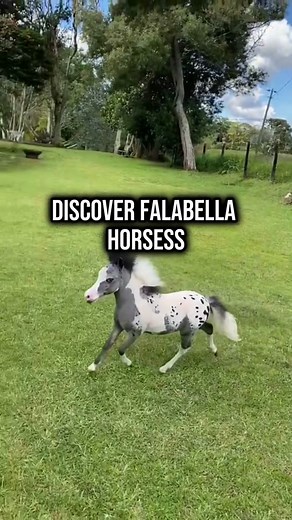 Replying to @The Twisty Ginger Who want this adorable mini horse ? #minihorse #falabella #horse