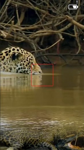 Jaguars return to hunting😱😱🐆#WildInstinct#wildlife #animalattack#fyp