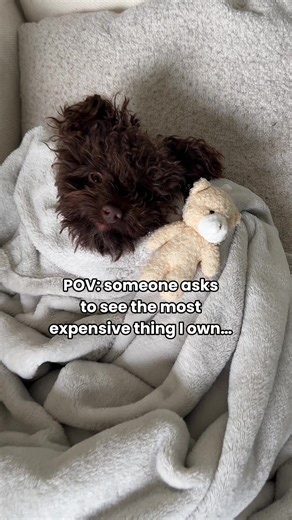 Good news: his treat budget is still affordable thanks to Give A Dog A Bone Treats. Bad news: everything else isn’t 😭 #giveadogabone #dogtreats #funnydog #smallbuisnessowner #smallbusiness
