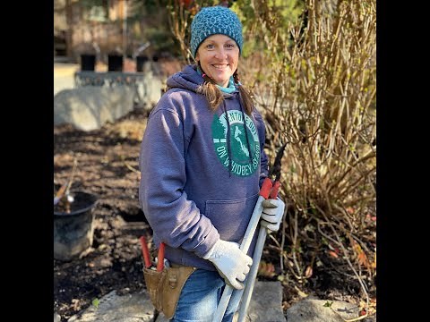 How to Prune Mophead and Lacecap Hydrangeas