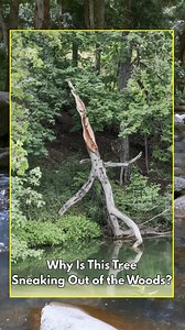 This broken tree looks like it’s tiptoeing out of the woods for a drink. Thoughts? | Gardening - Plantcaretoday