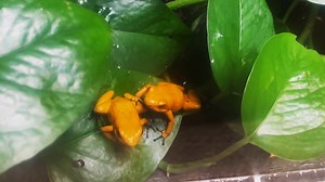 5.2K views · 341 reactions | The tiny but deadly Phyllobates terribilis, or golden poison dart frog, is around 2 inches in length. It is by far the most toxic of all poison dart frogs. The secretion from a live frog’s back provides sufficient poison to kill many large game animals! | Bronx Zoo | Facebook