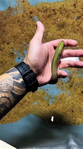 Cute Baby Arapaima Gigas 🥑 Most Cute Monster Fishes. #shorts #viral #arapaima #trending #short