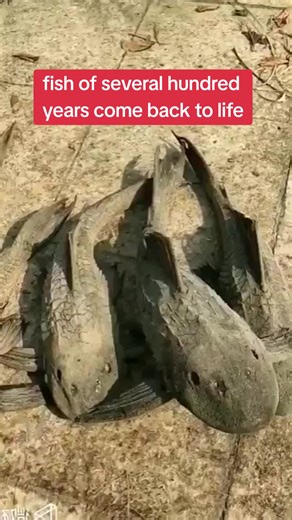 Incredible Fish Revive Upon Water Contact