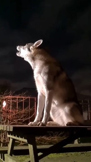 Do dogs howl at the sight of a ghost? #dog