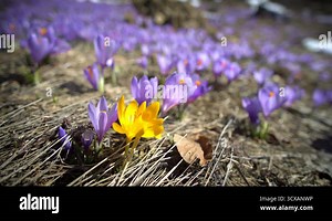Beauty of wildgrowing spring flowers crocus blooming in spring