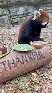147K views · 10K reactions | We have much to be thankful for. Thank you to you for your support of the Cincinnati Zoo near and far! | Cincinnati Zoo & Botanical Garden | Facebook