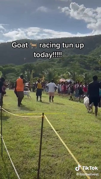 Exciting Goat Racing Event in Antigua