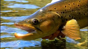 108K views · 2.1K reactions | As real as it gets. It takes a little time to set up the shot and get in position to cast. The world of birds carries on around us as we plod along. You don't often get multiple casts at these fish so the first needs to count, as Amelia does here. 珞❤浪拾 #womenwhoflyfish #flyfishinggirls #flyfishingwomen #5050onthewater | Jensen Fly Fishing | Facebook