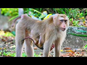 Mother Monkey's Discipline💔: A Harsh Lesson for Her Baby